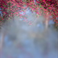 Exotic Blur Garden Floral Background Backdrop SBH0599