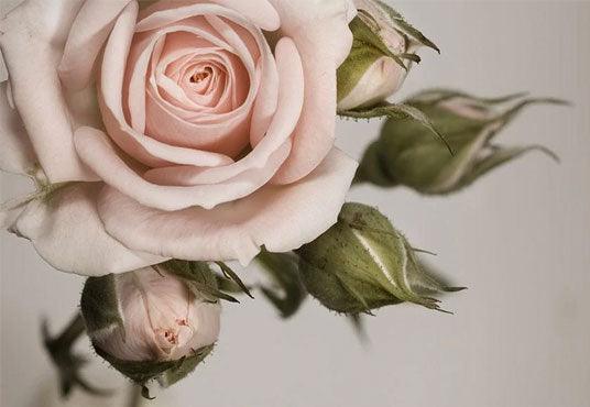 Pink Flowers and Buds Backgrounds for Mother's Day Photography