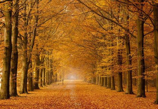 Autumn Forest Covered With Fallen Yellow Leaves Rode Backdrop