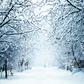 Winter Snowy Lane With Branches Photography Backdrop SBH0298