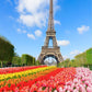Spring Eiffel Tower and Flowers Backdrop for Spring Season Photography