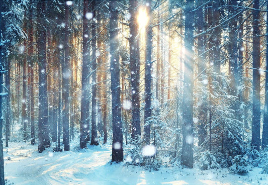 Winter Sunlight Forest Photography Backdrop Christmas Background