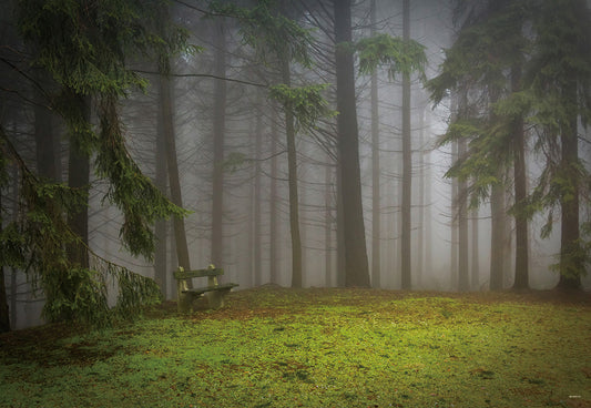 Green Spring Fog Forest Backdrop