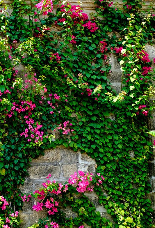 Stone House With Green Leaves Spring Photography Backdrop SBH0357