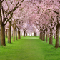 Blossoming Cherry Trees Backdrop for Spring Photography SBH0358