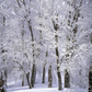 White Snow Winter Forest Photo Backdrop For Studio