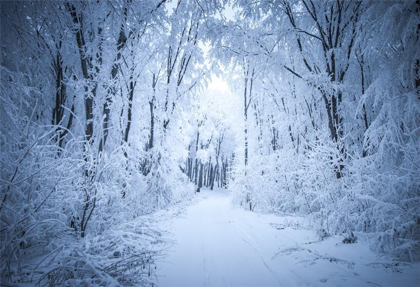 Winter Snow Branches Backdrop for Photography