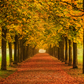 Autumn Leaves Falling Themes Backdrop for Photo SBH0622