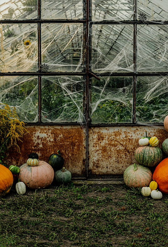 Pumpkin Greenhouse Halloween Backdrop for Photo SBH0626