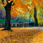 Autumn Leaves Background Backdrop for Photography SBH0634