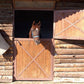 Race Stable Wood Horse Backdrops