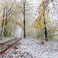 Autumn Snow Tree Winter Backdrop for Photography Prop