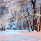 Winter Background Night Snowing Park Photography Backdrop