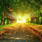 Green Big Tree Backdrop Spring Sunshine Avenue for Photography