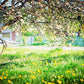 Blooming Flowers Green Grass Floor Backdrops for Spring Photography