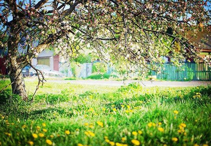 Blooming Flowers Green Grass Floor Backdrops for Spring Photography