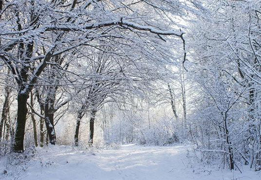 Snow Cover Branches Photography Backdrop Winter Background