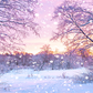 Winter Sunrise In Snowy Forest Photography Backdrop SBH0300