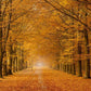 Autumn Forest Covered With Fallen Yellow Leaves Rode Backdrop