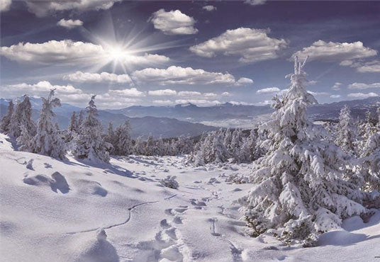 Winter Snow Pine Tree Photograph Prop Backdrop