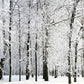 White Snow Winter Backdrop for Photography