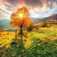 The Sunshine Through Tree Autumn Backdrop Beautiful Scenery Photography Background