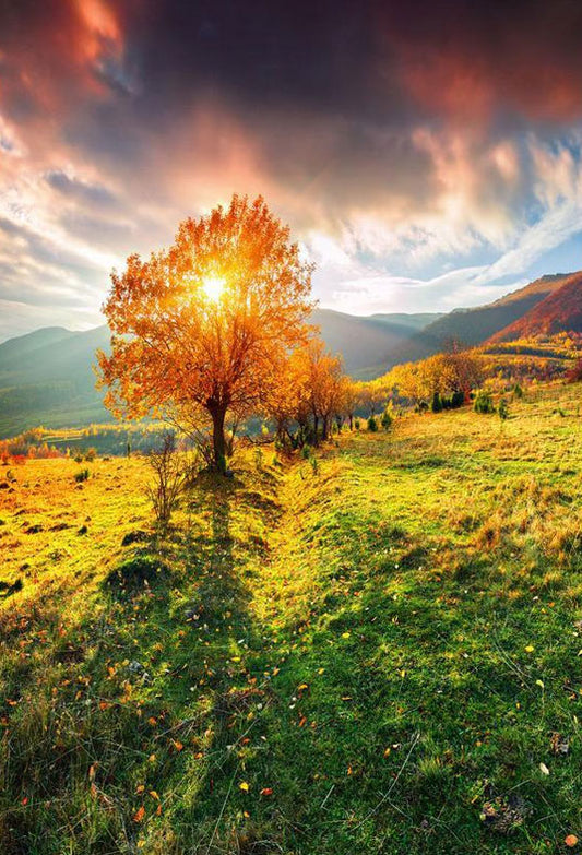 The Sunshine Through Tree Autumn Backdrop Beautiful Scenery Photography Background