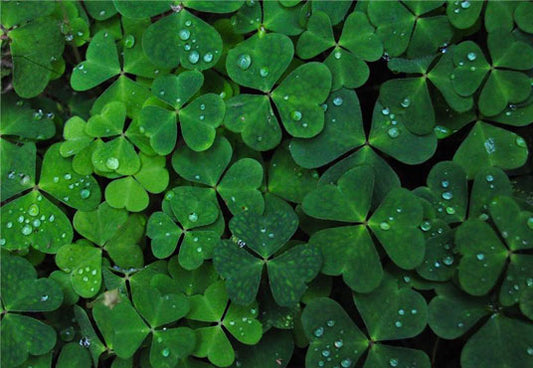 St. Patrick's Day Leaves Photo Booth Prop Backdrops