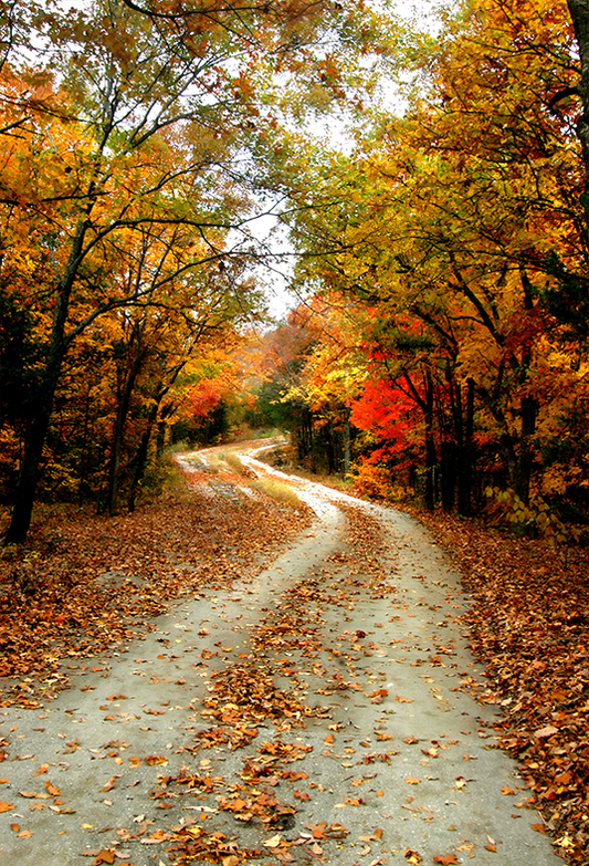 Alley Road In Fall park Backdrop for Photography SBH0192