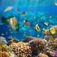 Tropical Fish Undersea Coral Baby Show Photo Booth Backdrops
