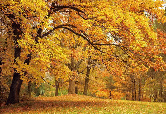 Fallen Leaves Autumn Maple Fabric Backdrop