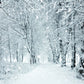 Winter White Snow Cover Forest Photography