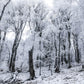 Winter White Snow Tree Wonderland Photography Backdrop