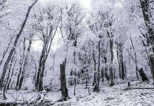 Winter White Snow Tree Wonderland Photography Backdrop