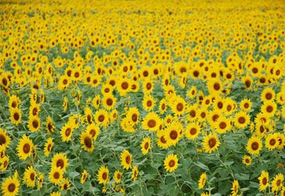 Summer Sunflower Photography Backdrop for Picture
