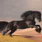 Black Horse Grassland Photography Backdrop