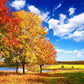 Autumn Red Maple Tree Blue Sky Photo Backdrops