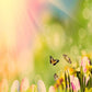 Easter Butterfly And Green Grass In Sunshine Bokeh Backdrop For Photo