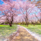 Cherry Blossoms Garden Spring Wedding Backdrops for Photo