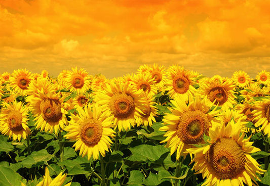 Summer Sunflowers Photo Studio Backdrop for Session
