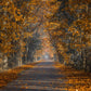 Autumn Leaves Street Photo Backdrops