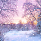 Winter Sunrise In Snowy Forest Photography Backdrop SBH0300