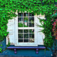 White Window With Nature Foliage Leaves Photography Backdrop