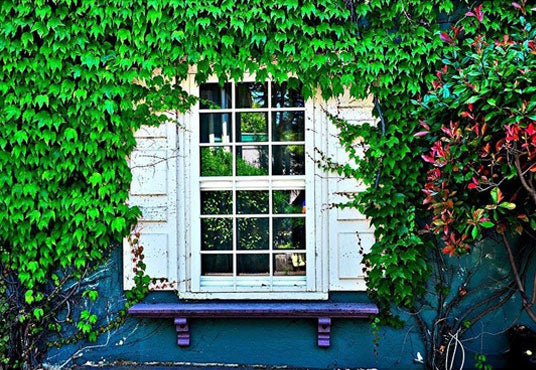 White Window With Nature Foliage Leaves Photography Backdrop