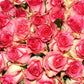 Rose Flowers Backdrops for Photography Prop