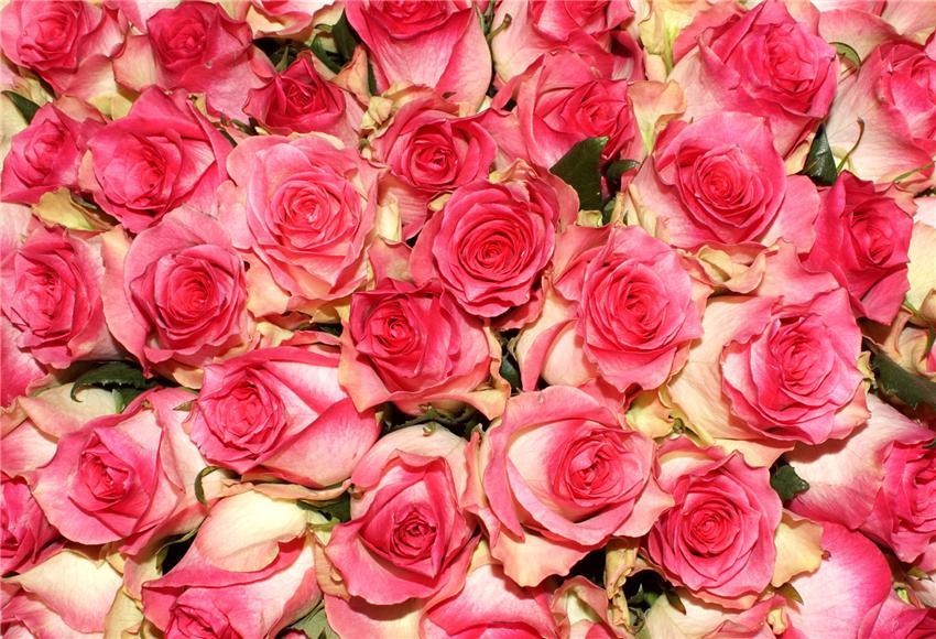 Rose Flowers Backdrops for Photography Prop