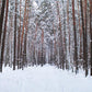 Winter Forest Nature Photography Backdrops