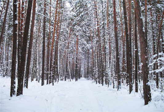 Winter Forest Nature Photography Backdrops