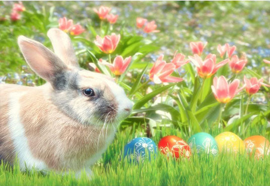 Rabbit and Easter Eggs Among the Flowers For Holiday Photograph Backdrop