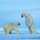 Polar Bear Winter Photography Backdrops